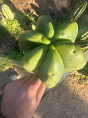 💎👑💎  Ferah — Another Thick Tip