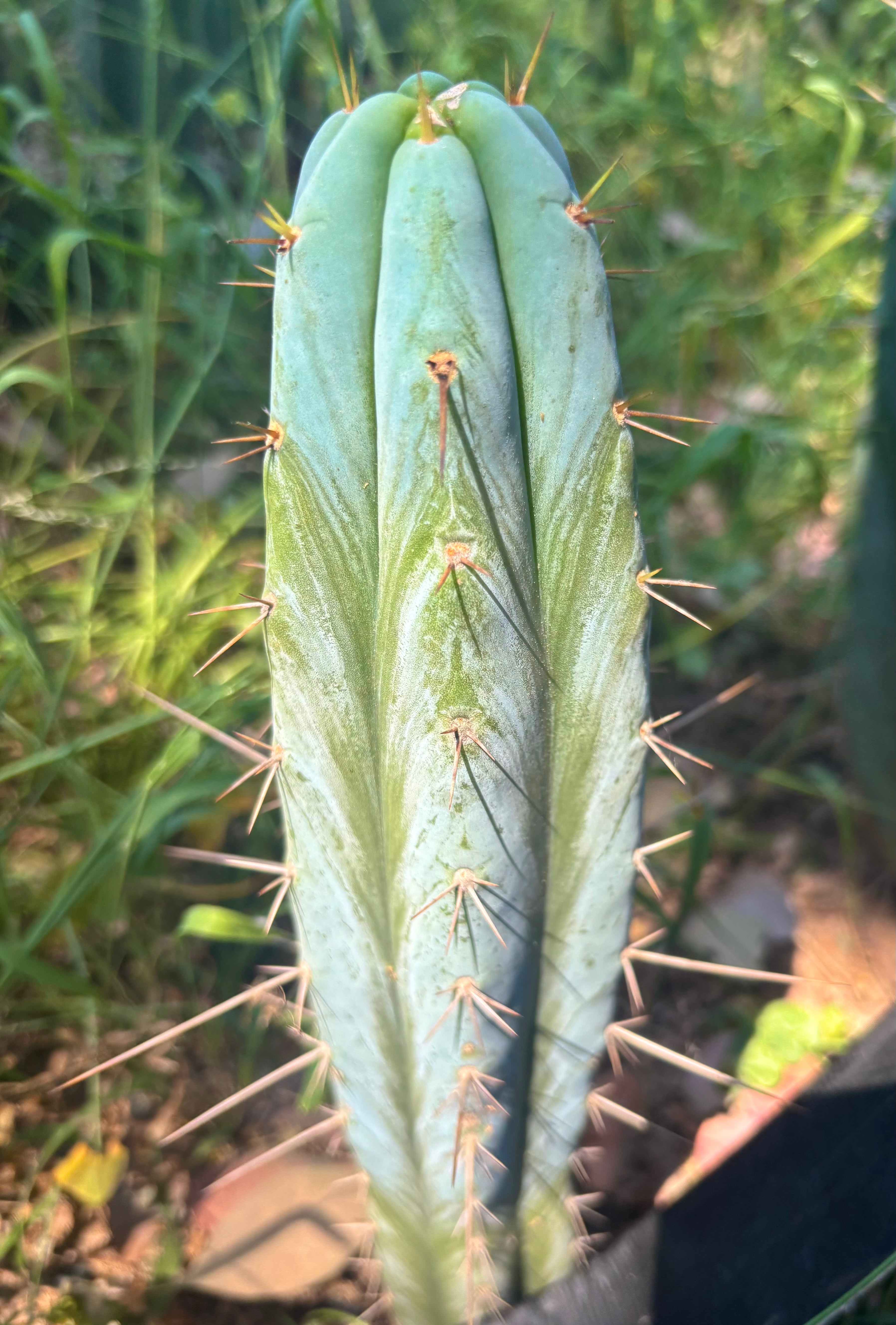 👑🌶️ Bluejones  — 8” Tip