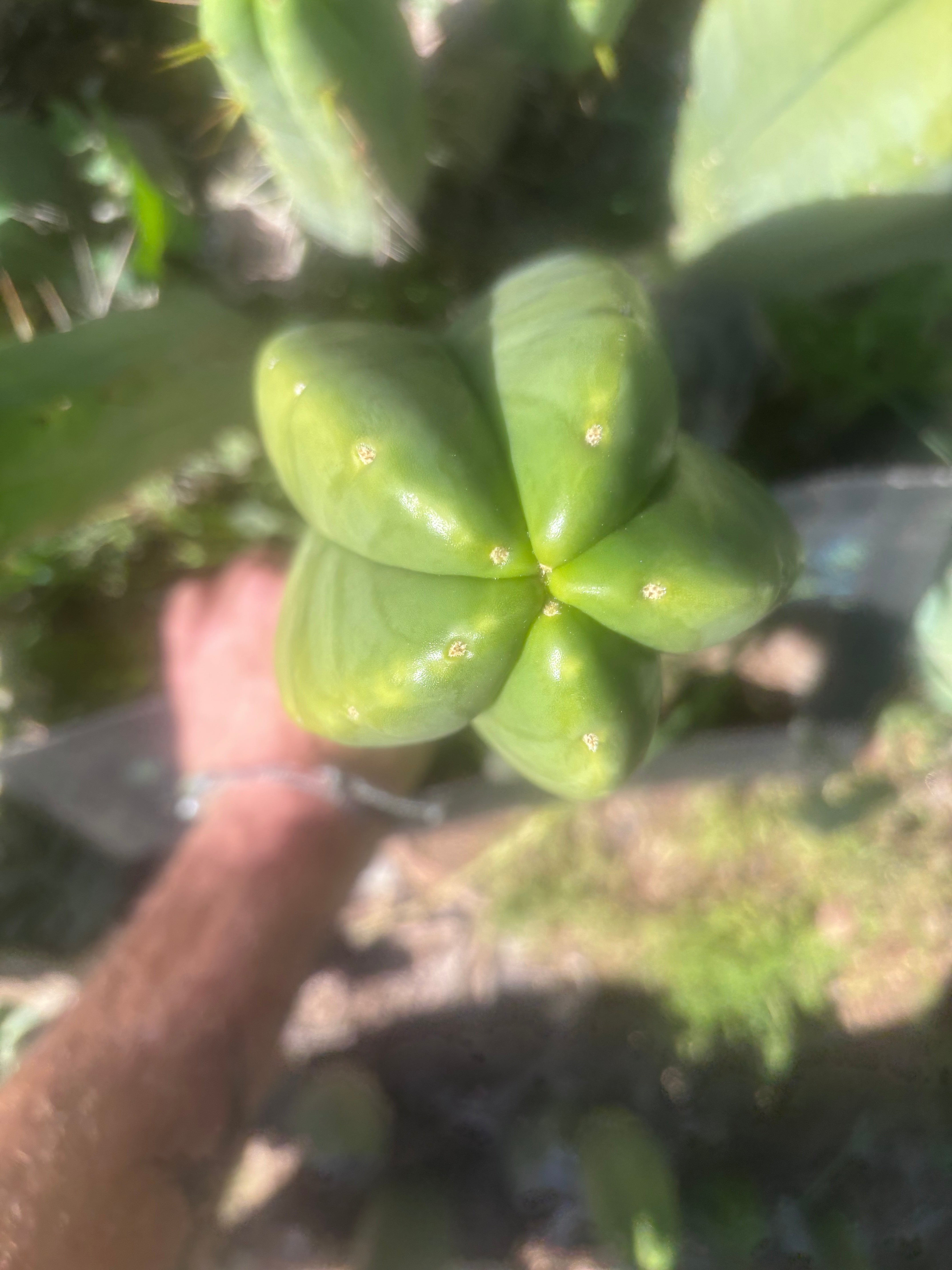 💎👑🌶️ Zulk — XL 13” MELON