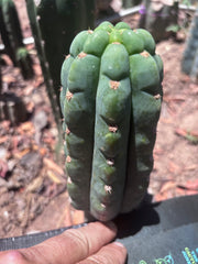 💎👑🌶️  Ichoca — 6.5” Pup