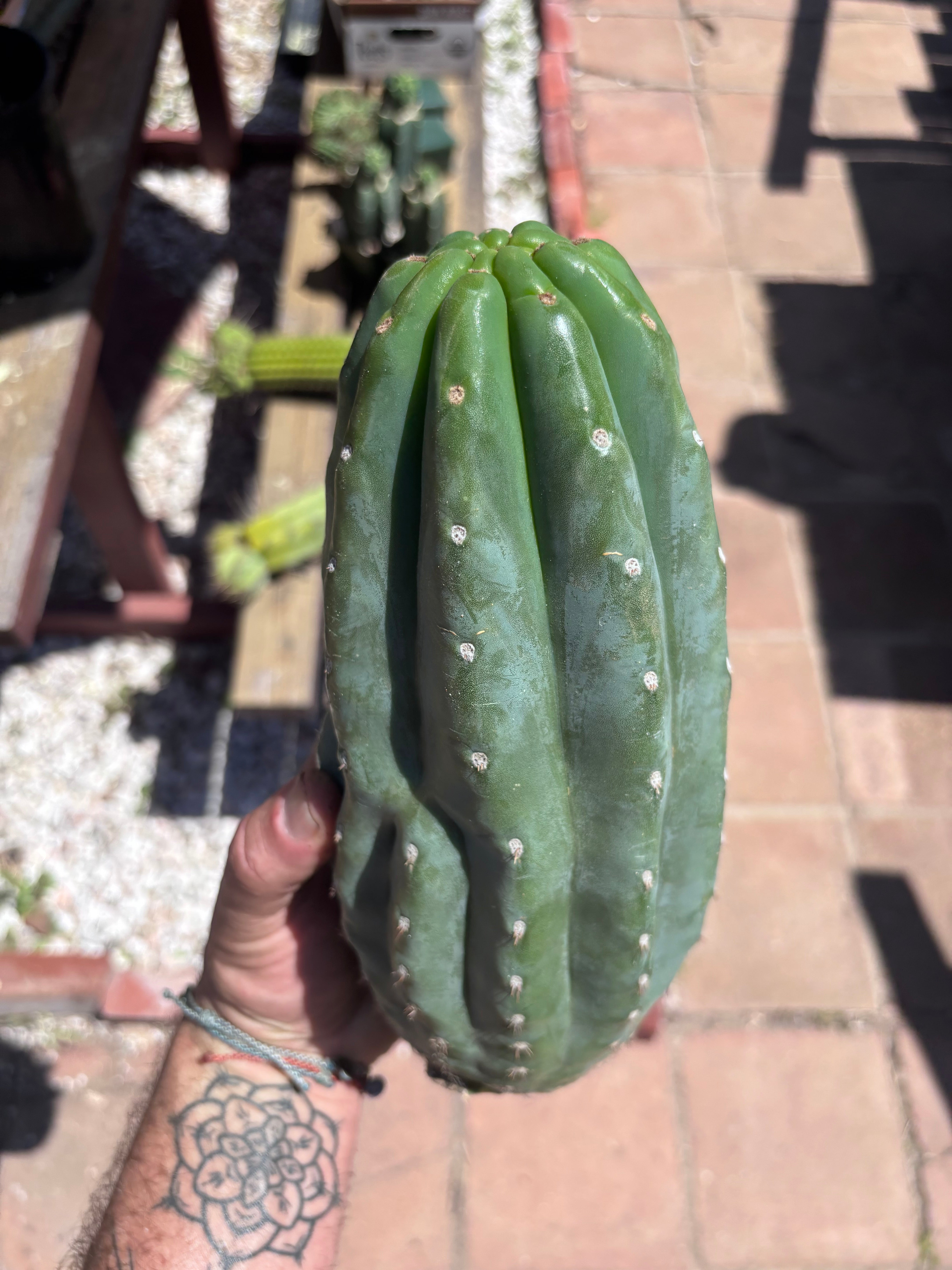 👑🌶️ Pierre — BEEFY 12” Pup