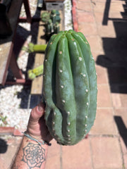 👑🌶️ Pierre — BEEFY 12” Pup