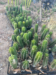 Restocked FREE Add On — Mature Tricho Seedlings — Various Genetics