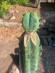 👑💎🌶️  CSD — Beefy Tip Graft