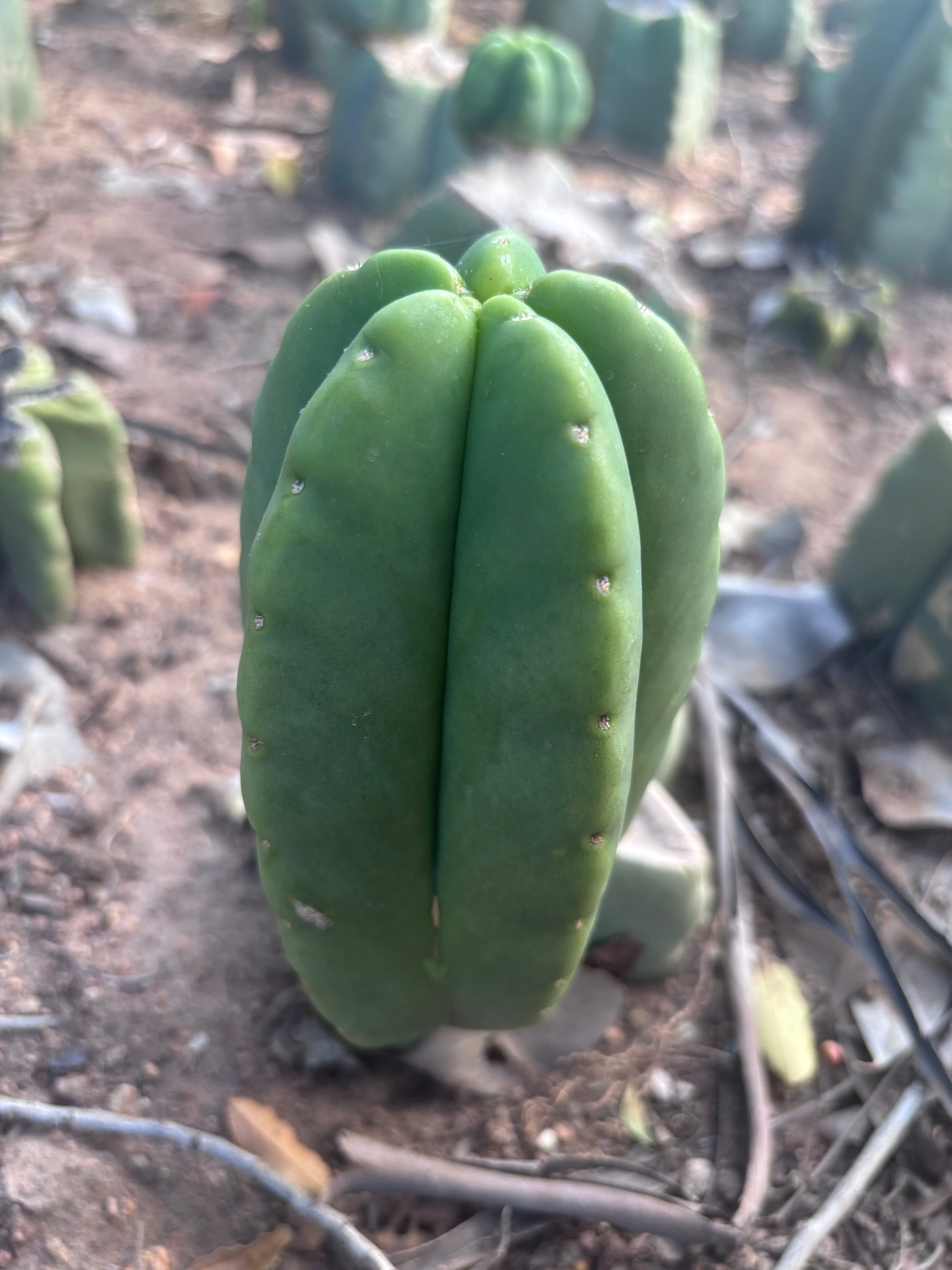 💎👑💎🌶️ Ferah! — 6” Grenade Pup