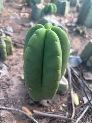 💎👑💎🌶️ Ferah! — 6” Grenade Pup