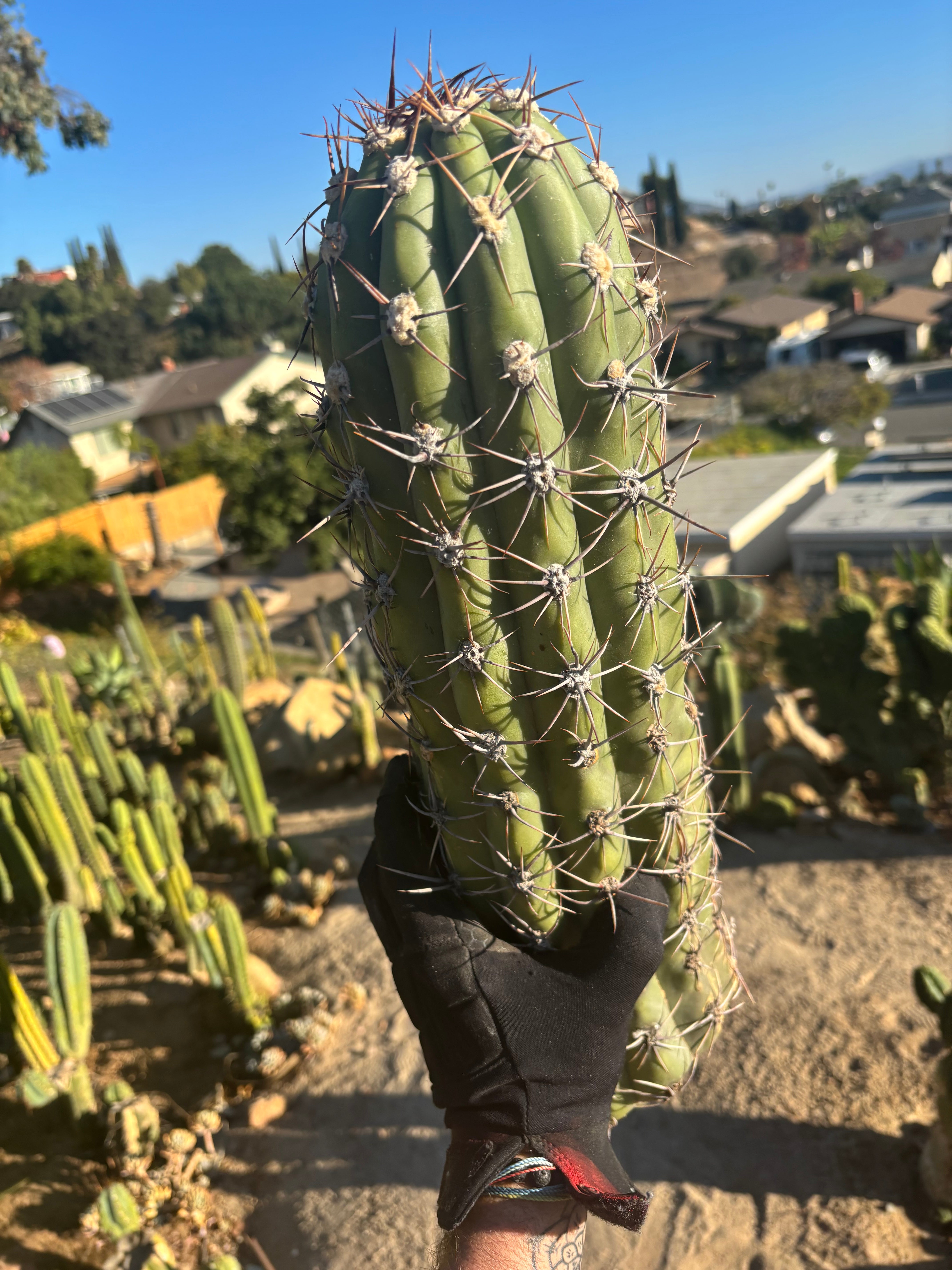 💎 TAQ — *MASSIVE* 18” Tip