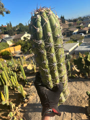 💎 TAQ — *MASSIVE* 18” Tip