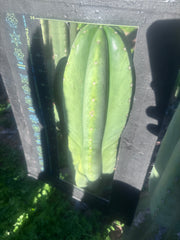 💎🌶️ Hulk x Juuls — XL 14” Tip