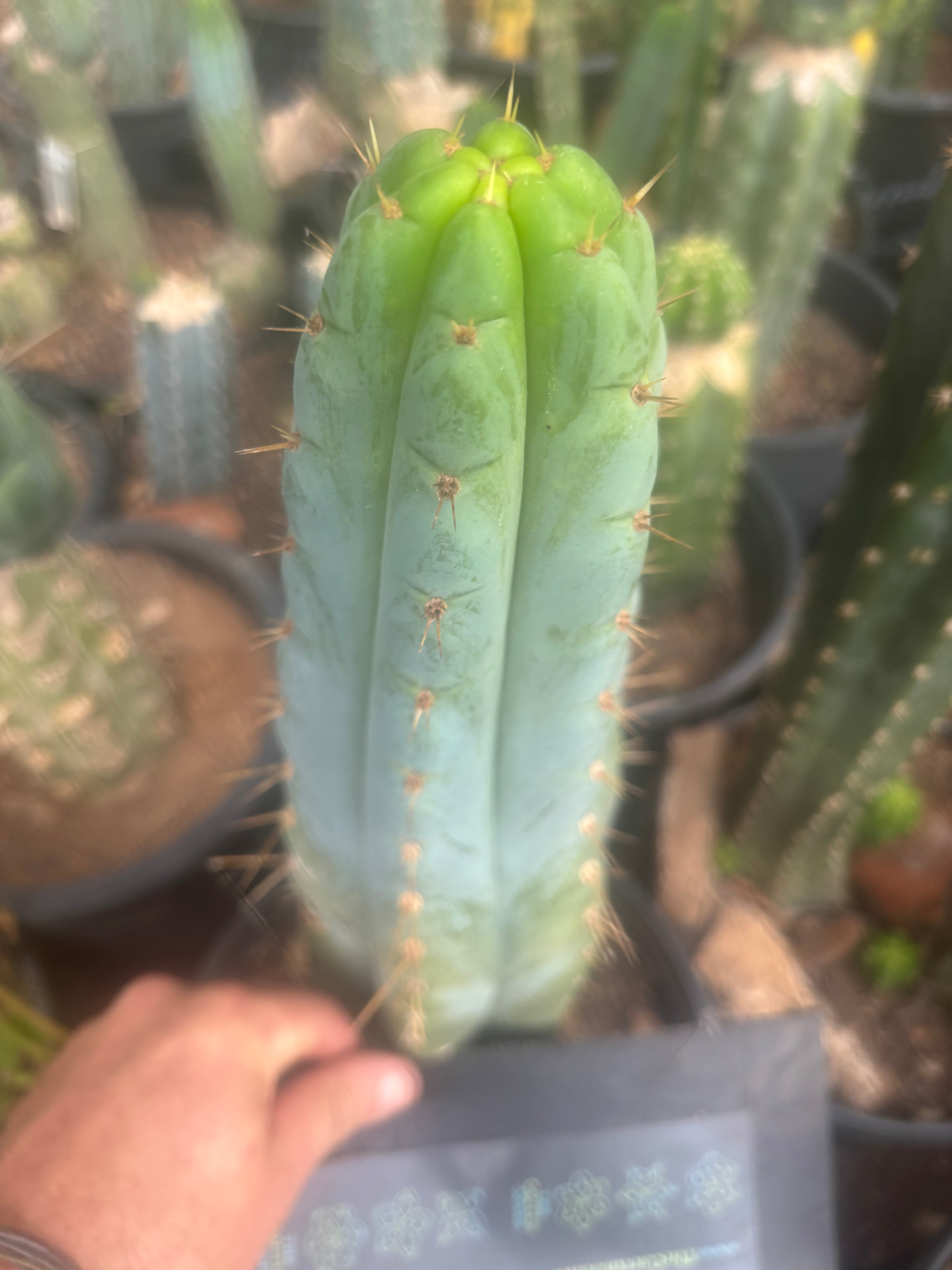 💎🌶️🌶️ NOM — XL 12” Tip