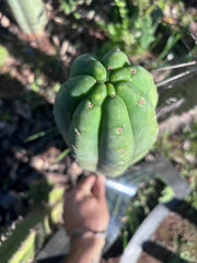 👑🌶️ Pierre — Magnum XL 14” Tip