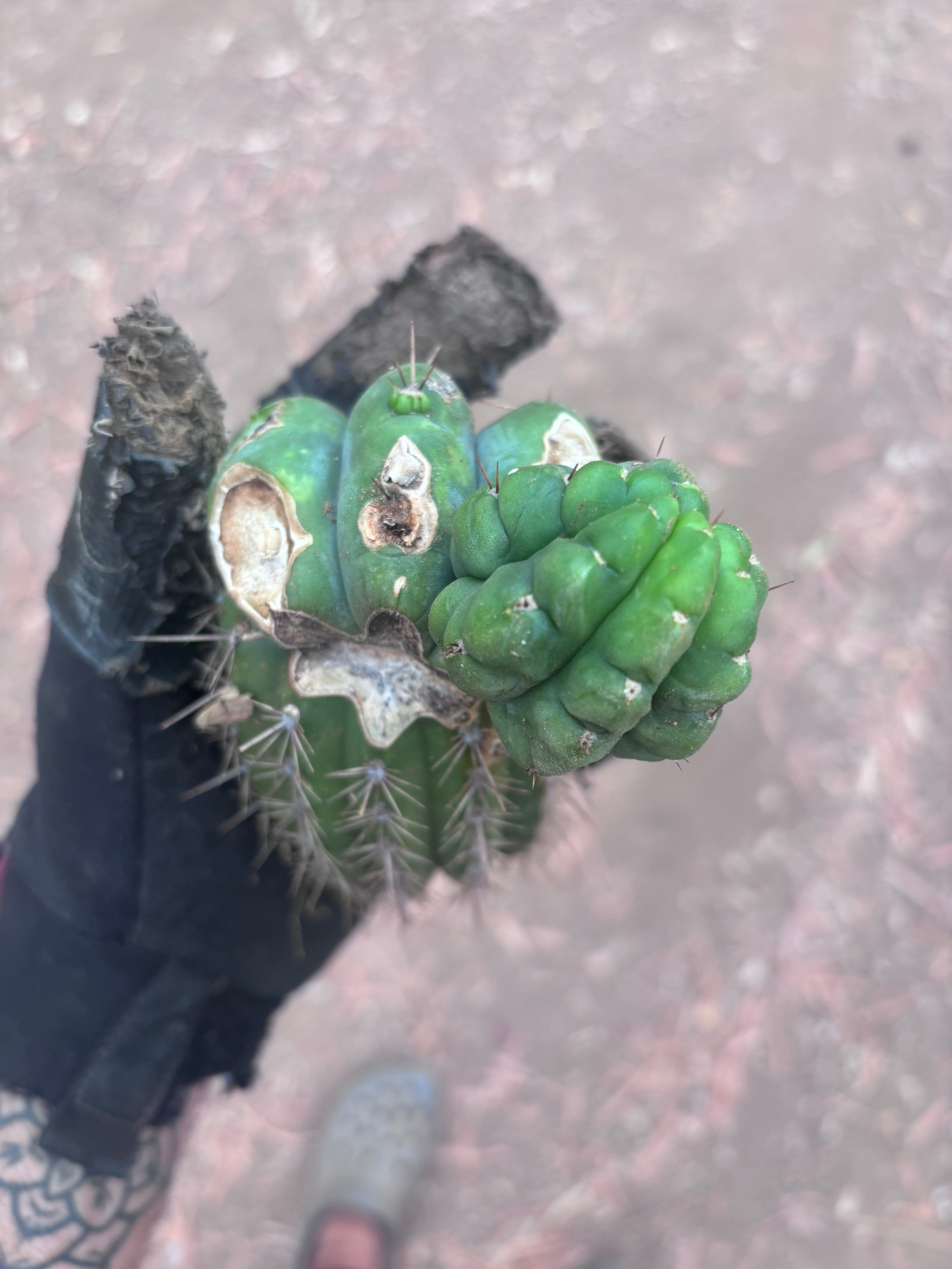 💎👑💎 Havran — Pupping Graft Grenade