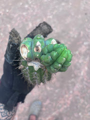 💎👑💎 Havran — Pupping Graft Grenade