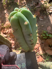 🌶️🌶️ NoidTwo —10” Tip