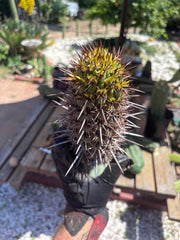 💎👑💎 T. Coquimbanus — 10” Tip #1