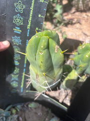 👑💎🌶️ Caballero — 9” Pup