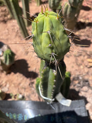 👑💎🌶️  CSD — Large Tip Graft