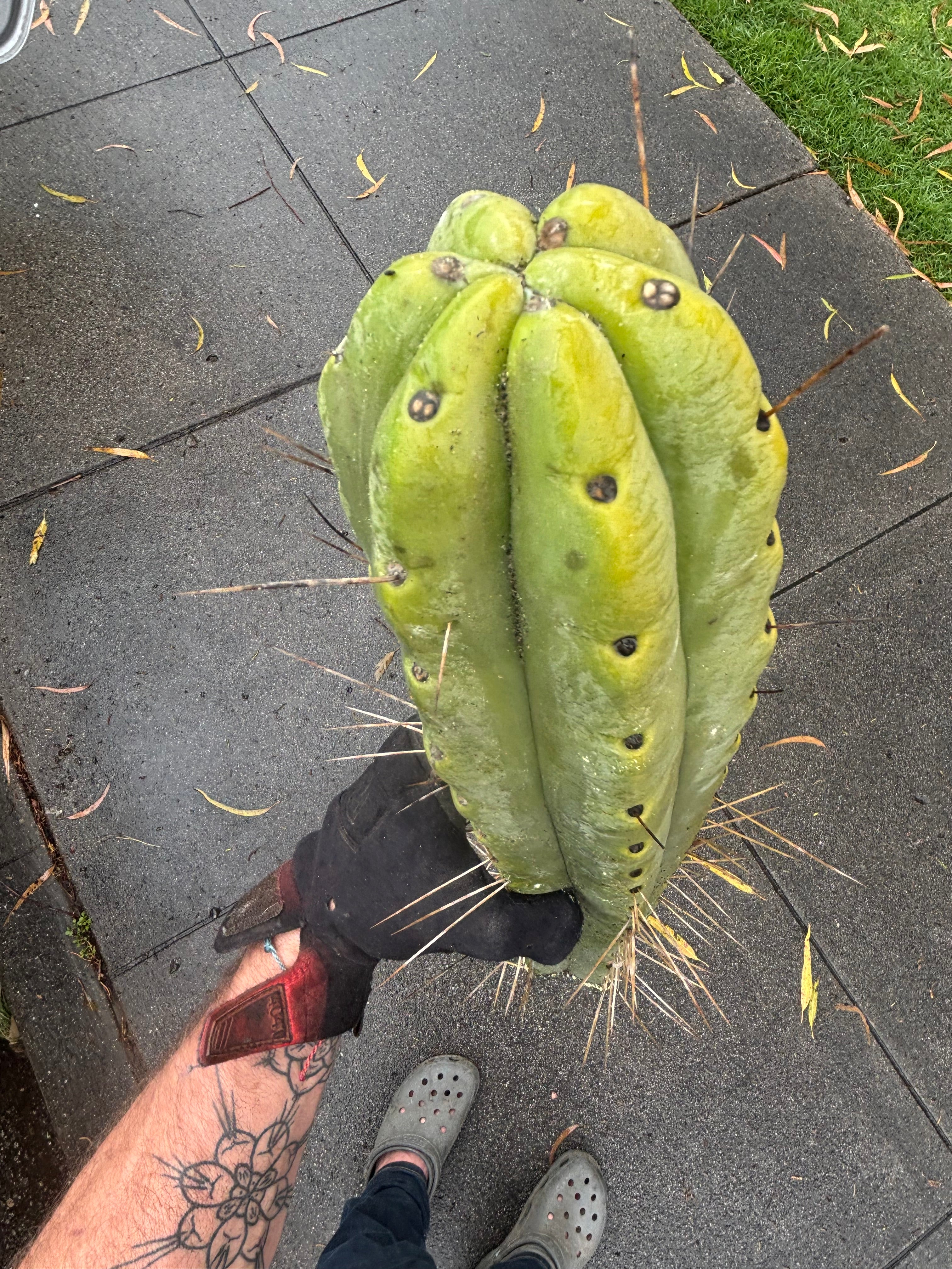 👑💎🌶️🌶️ Eileen — Max Girth 12” Tips (Restocked)