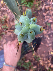 💎🌶️ Kai x Sina — Melty 10” Tip