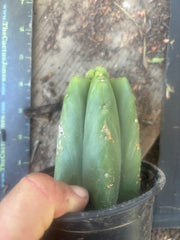 👑💎🌶️  CSD — Another Pup Graft on Rooted Pierre