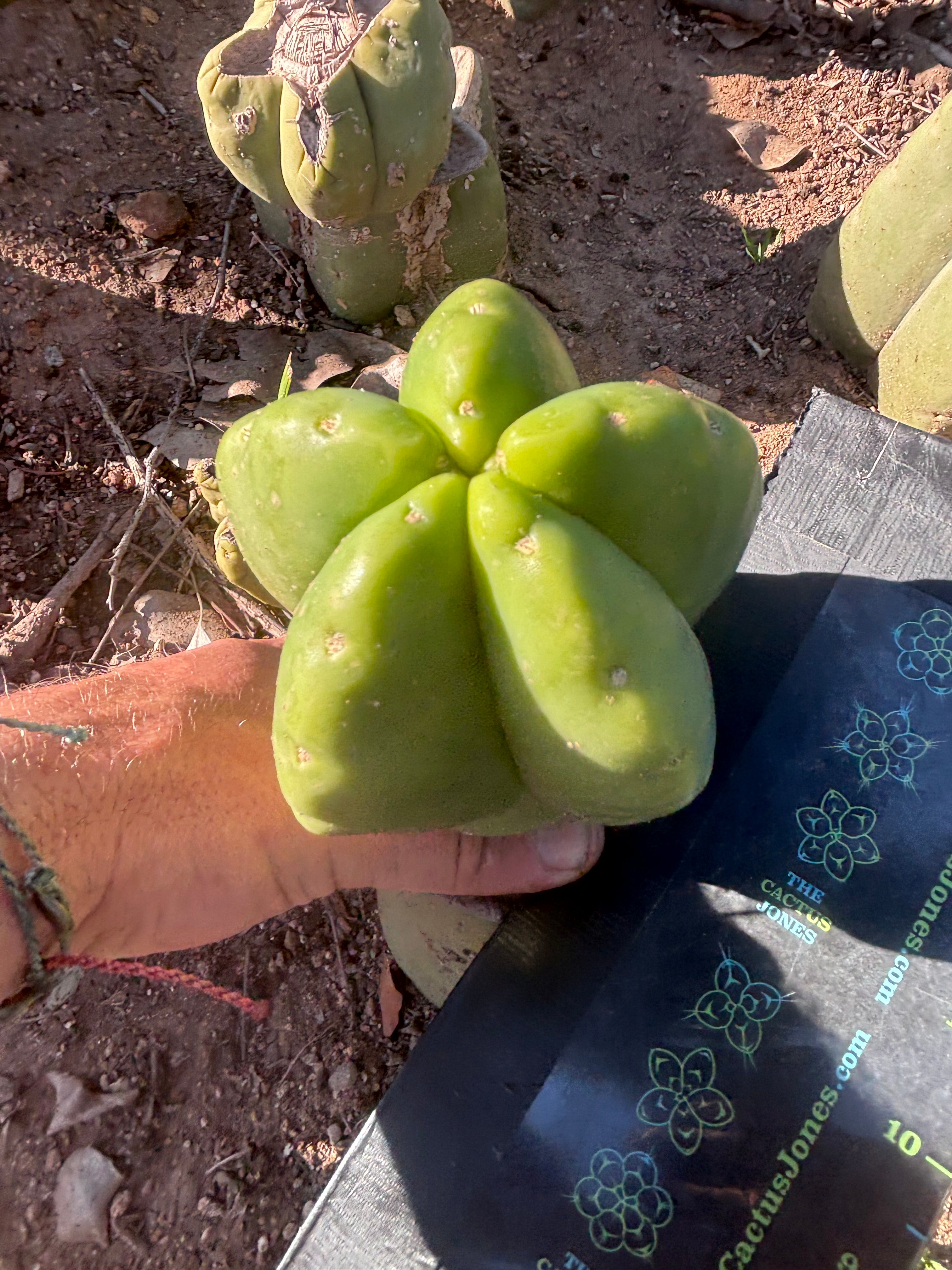 💎👑💎🌶️ Ferah! — 6” Grenade