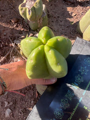 💎👑💎🌶️ Ferah! — 6” Grenade