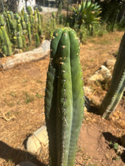 👑💎 Chavin De Huantar — XL 14” Tip
