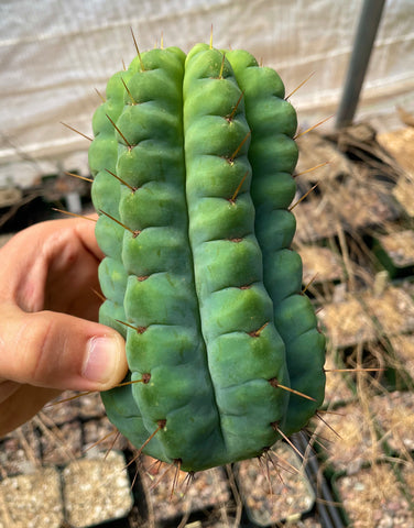 💎👑💎 Havran — Tip Graft on XL Magnum Stock (2 Available)