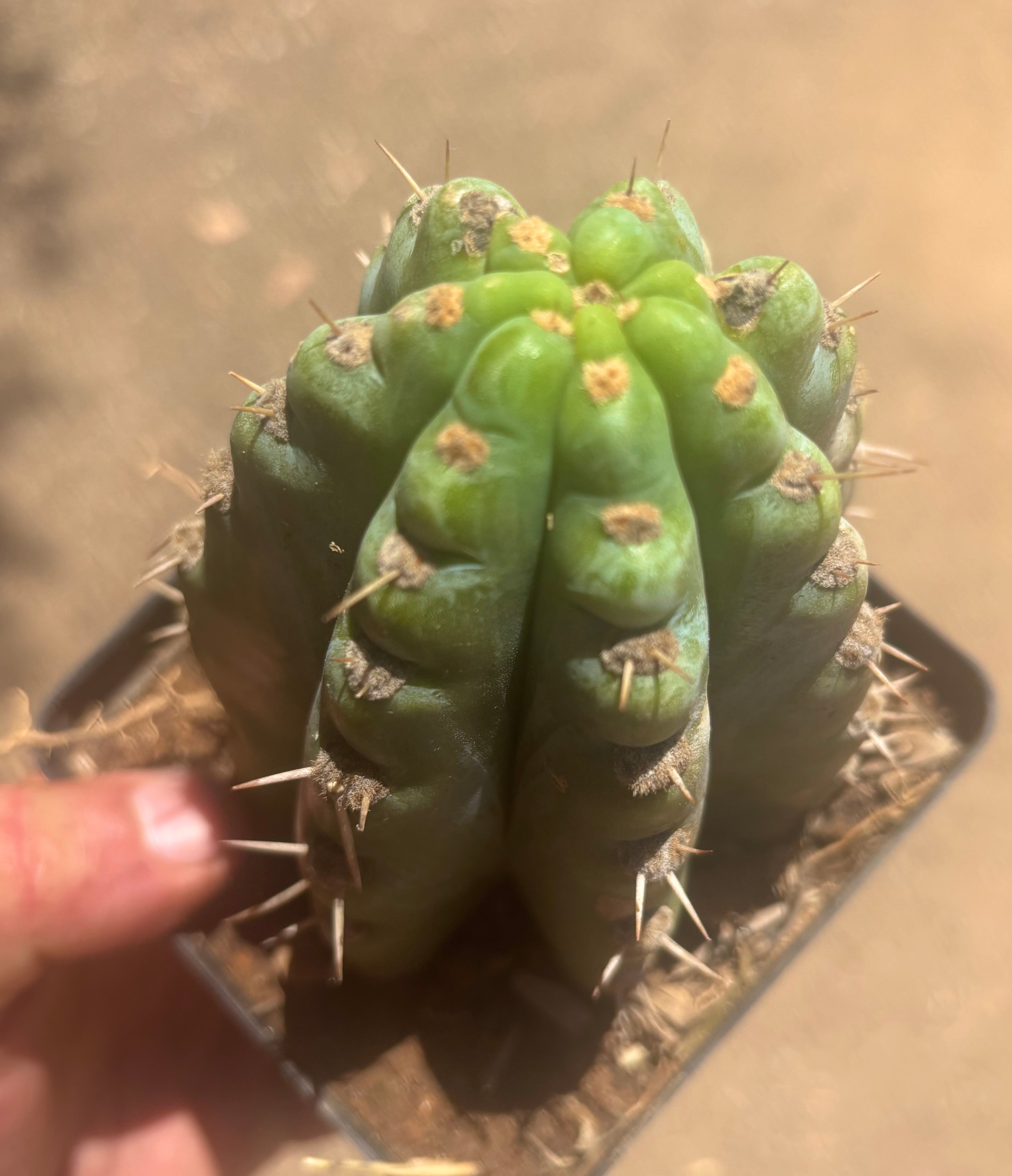 👑 TSSBP — Rooted Tip