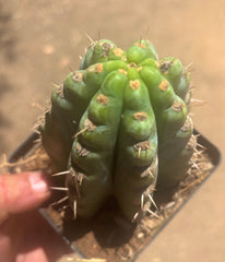 👑 TSSBP — Rooted Tip