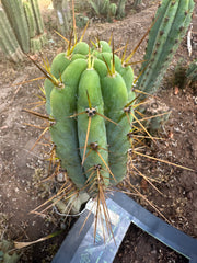 👑🌶️ Nash — 10” Pups