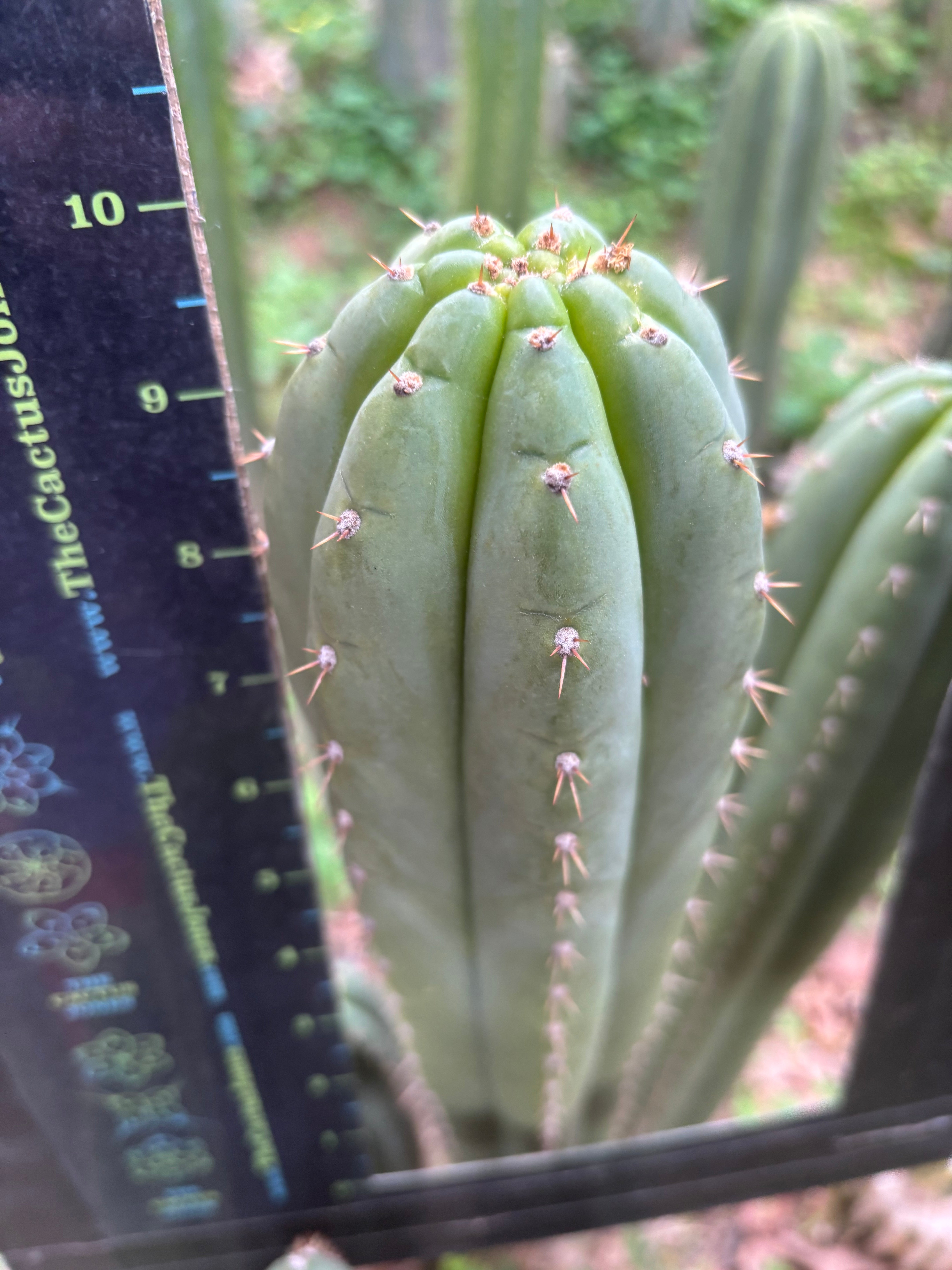 Fields x Yowie  — 10” Tips