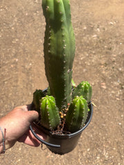 👑💎 DeCosta — 7 Rooted Tips in One Pot