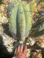 💎👑🌶️ CGG — Massive 16” Melon
