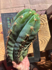 💎👑🌶️ CGG — 14” MELON