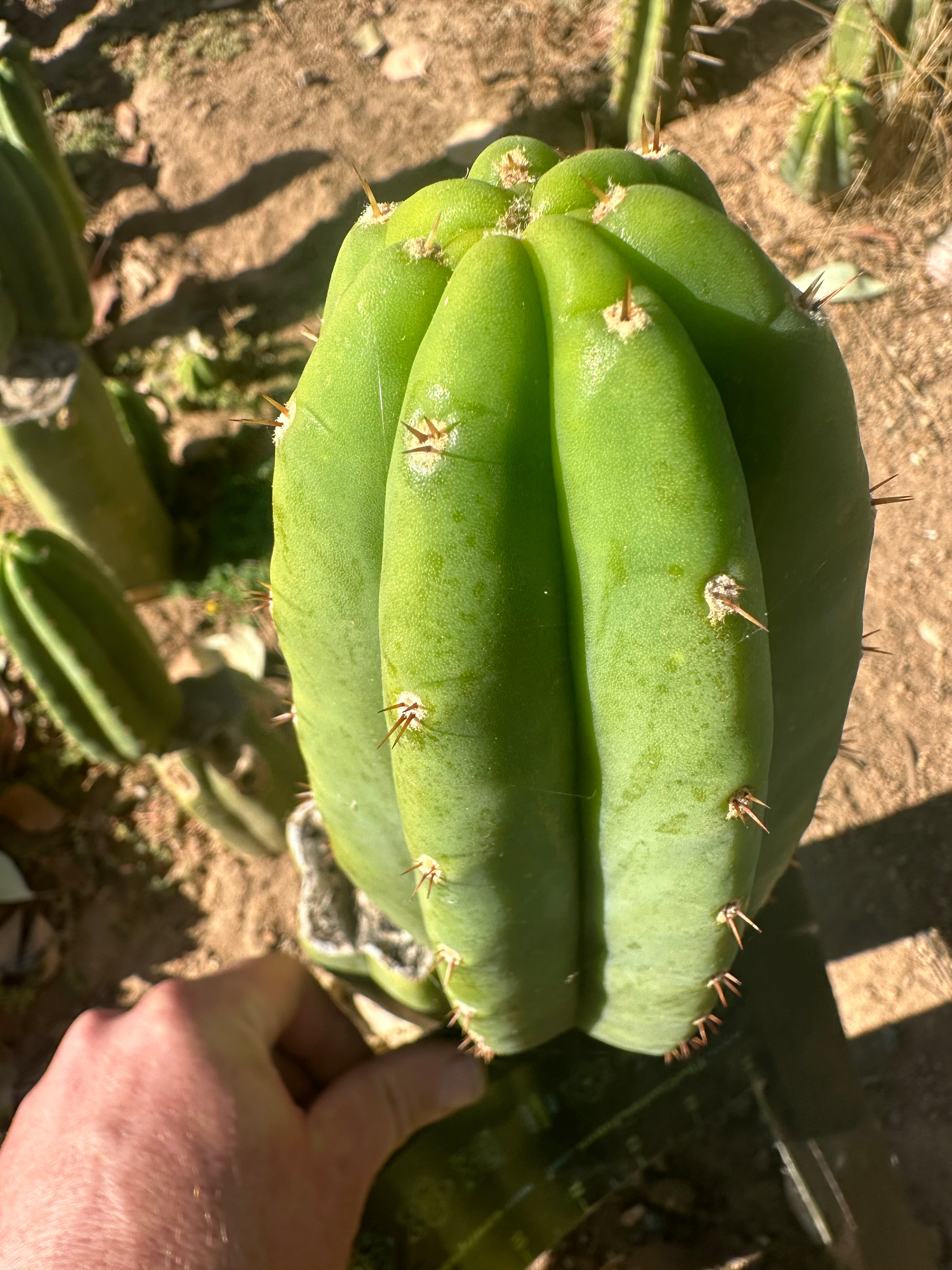 👑🌶️🌶️ Another Drop, Another Ogun — 10” Tip