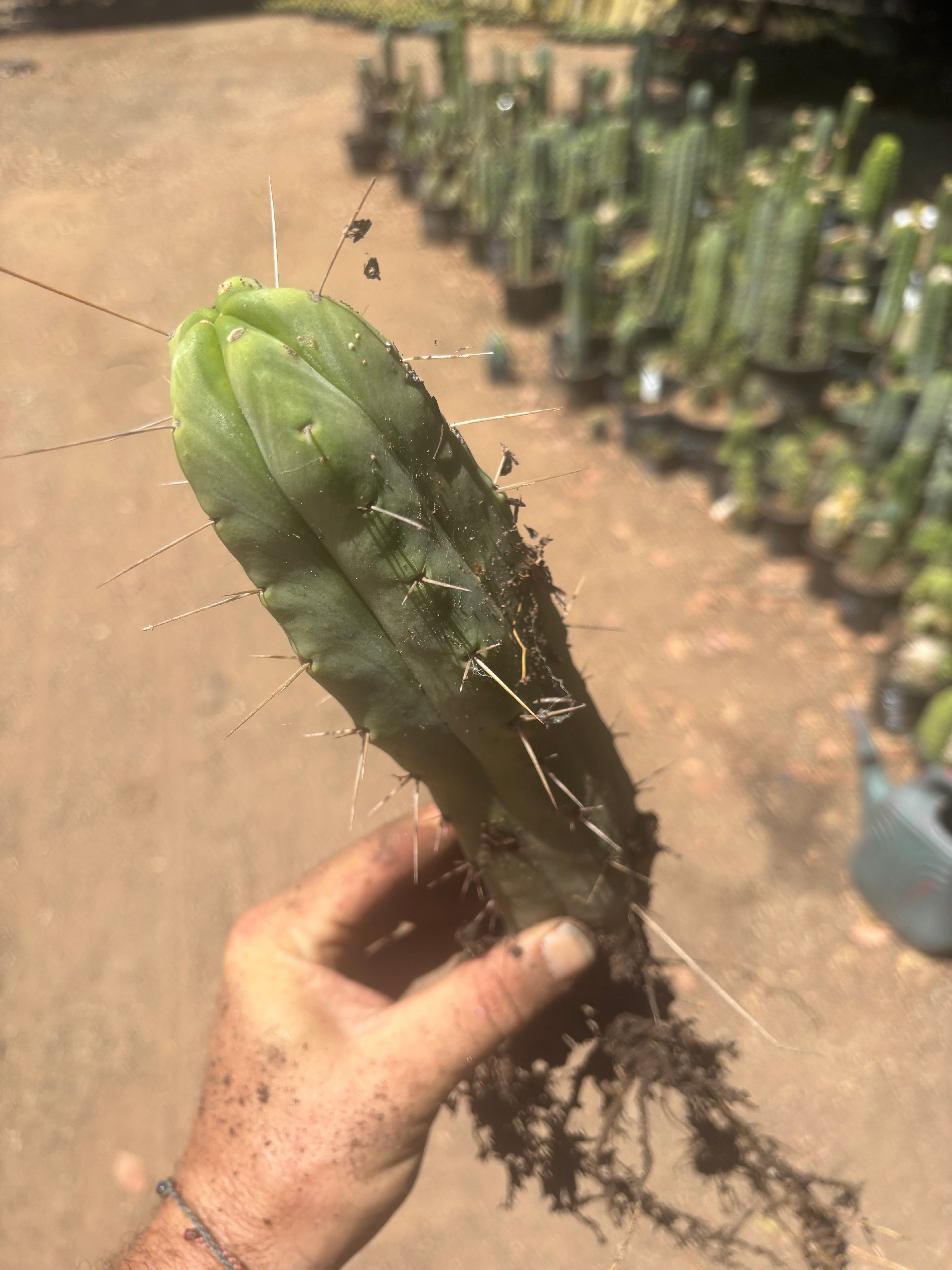 👑🌶️🌶️ Eileen — Fully Rooted 11” Tip