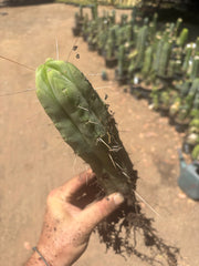👑🌶️🌶️ Eileen — Fully Rooted 11” Tip