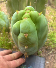 👑 Lotusland Huanu —  Fat FourWang Grenade