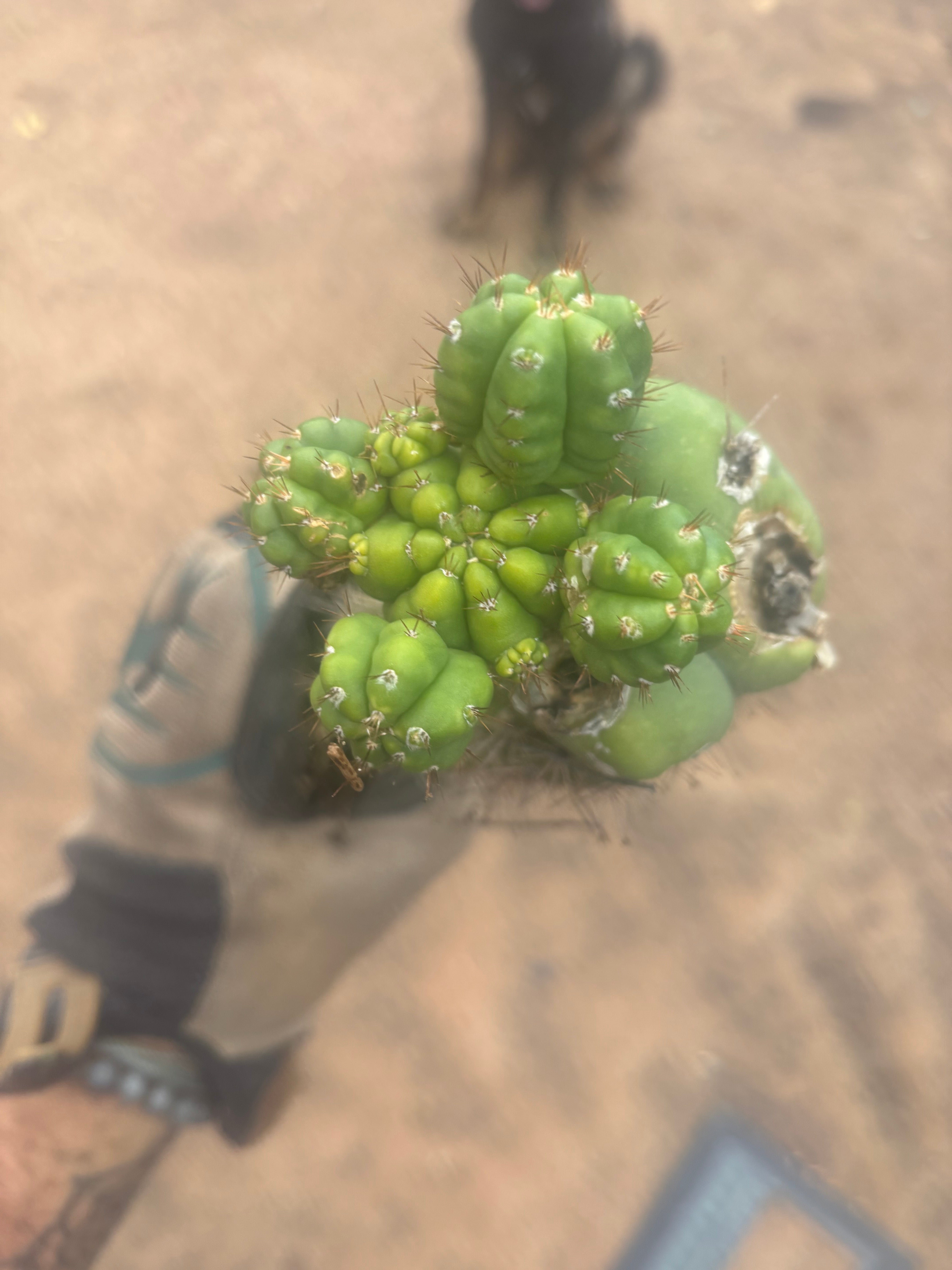 💎👑💎 Havran — Established Multi-Pup Slab Graft, Rooted