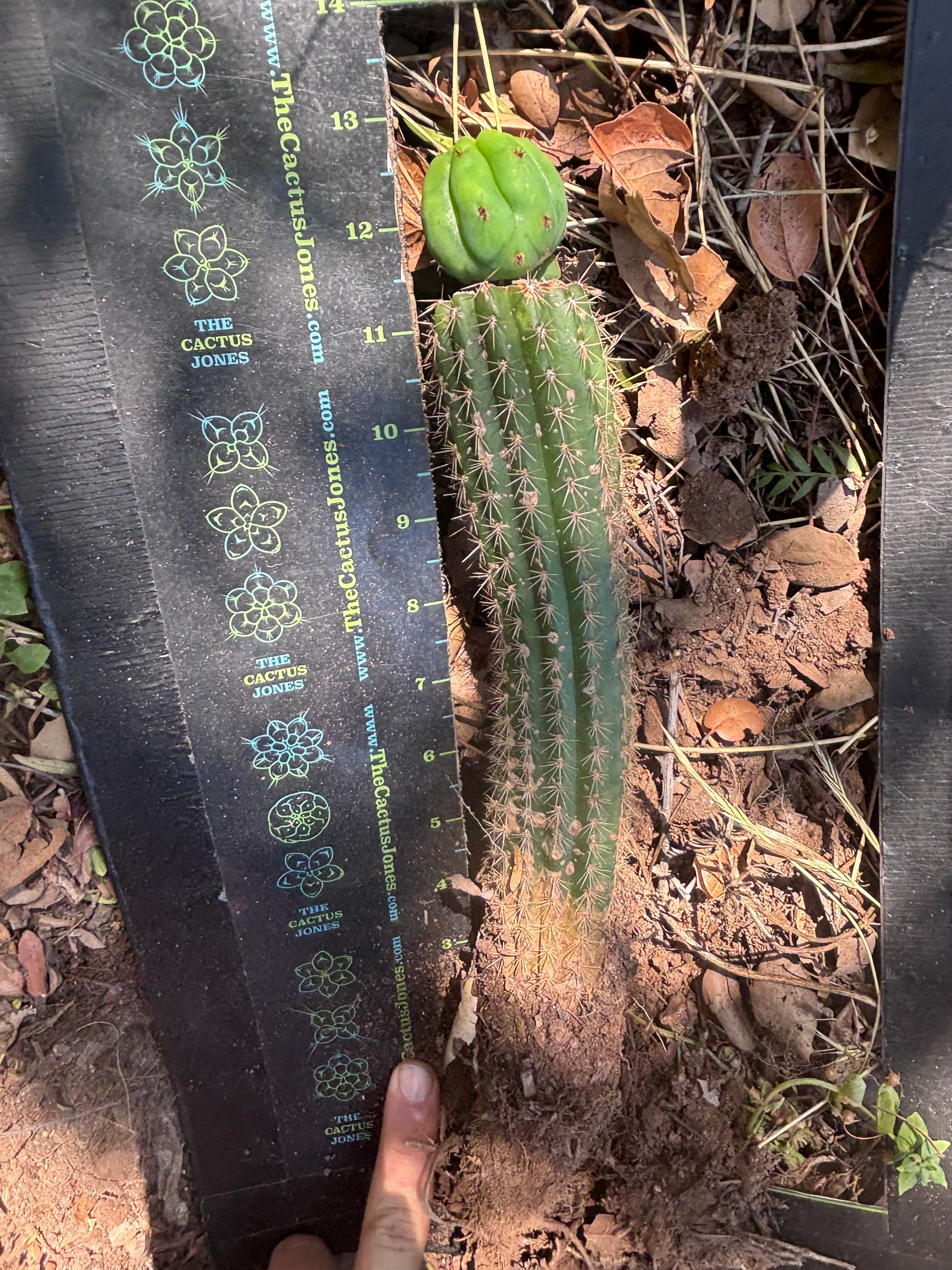 👑🌶️🌶️ KR04 — Whole Rooted Graft
