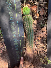 👑🌶️🌶️ KR04 — Whole Rooted Graft