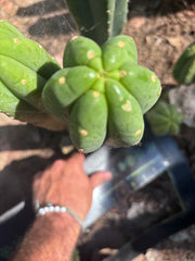 👑🌶️ Hugh — XL 14” Tip