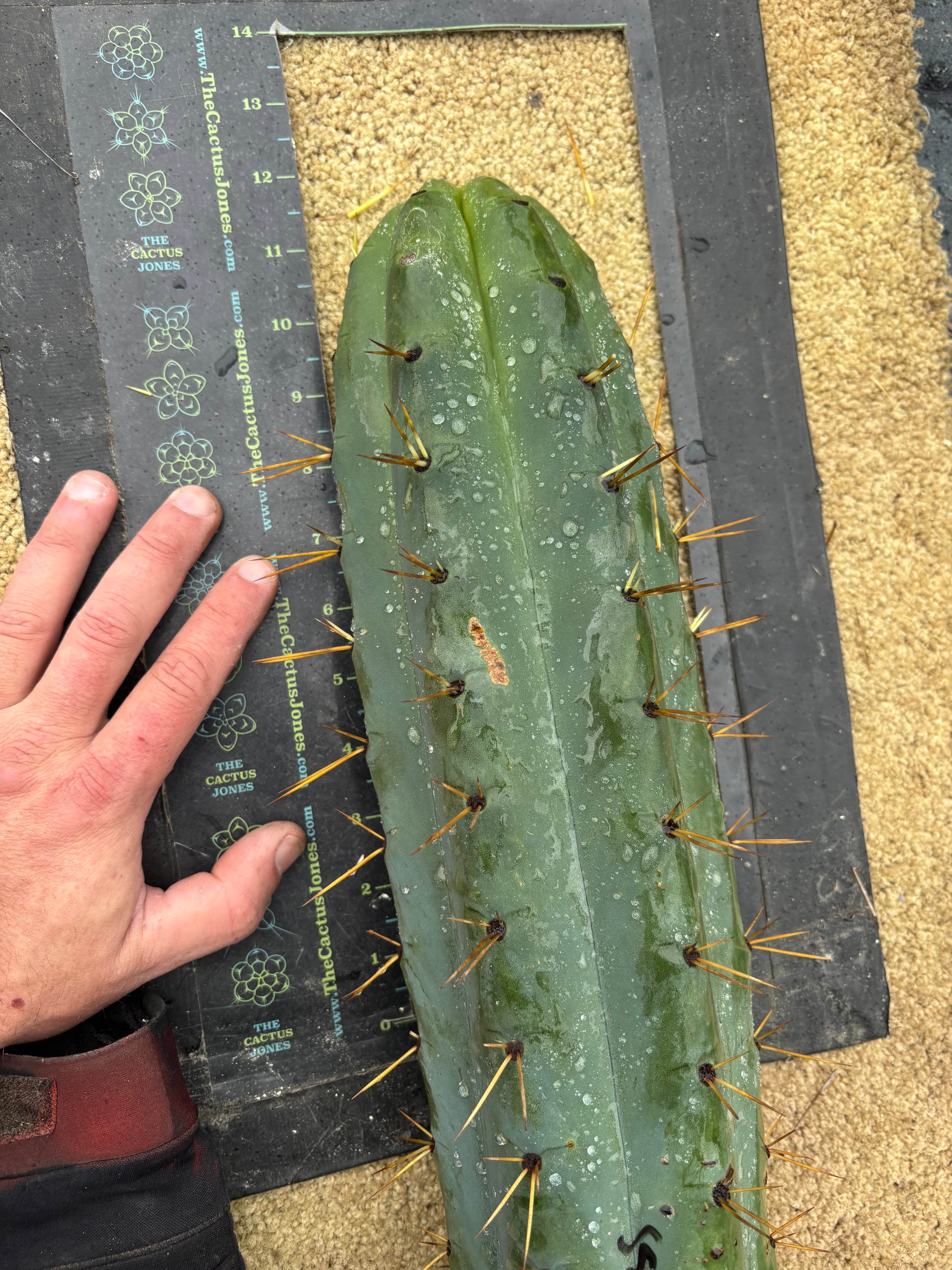 💎🌶️ SS02 x Yowie  — Massive 11” Tip