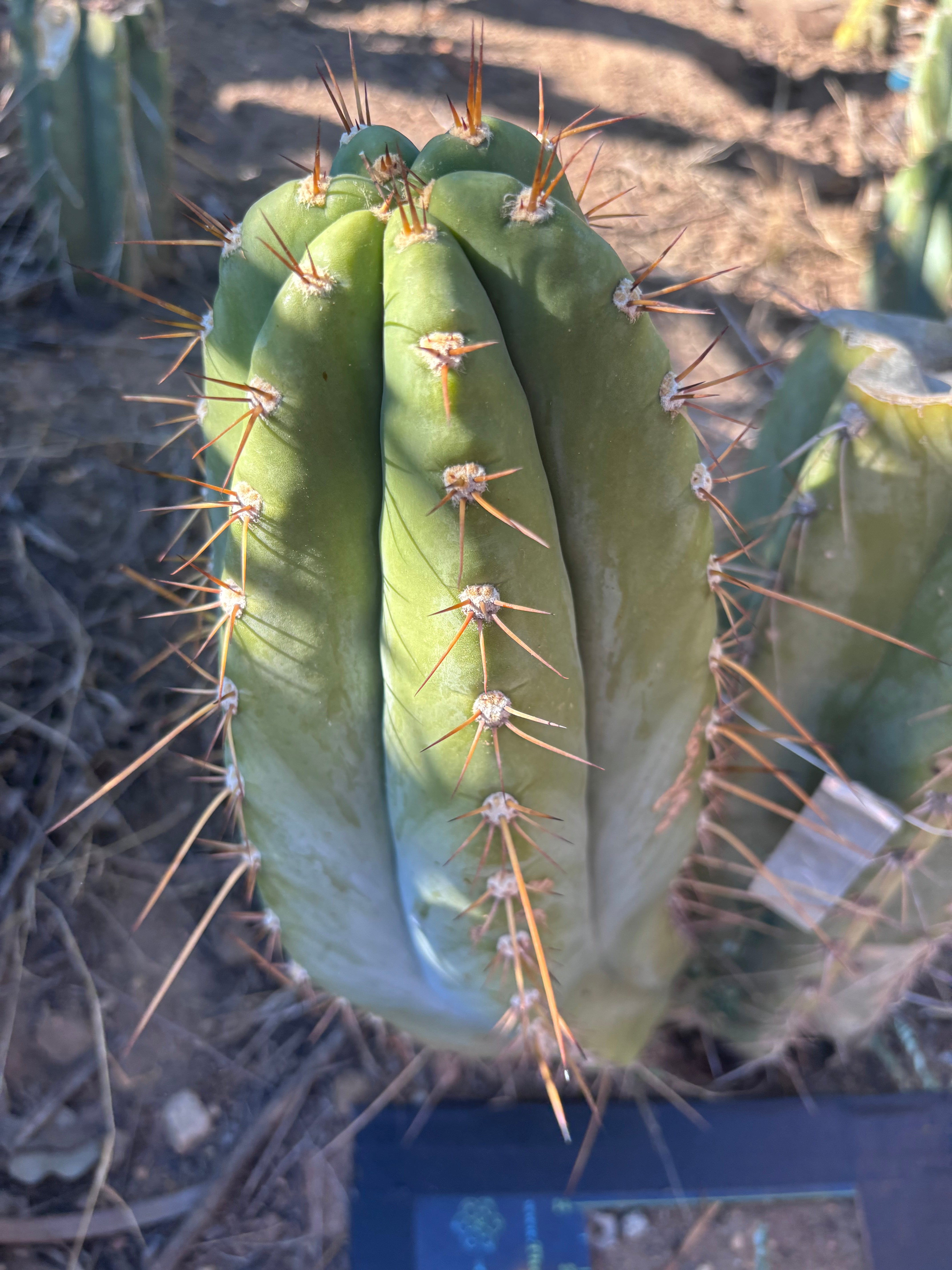 💎👑🌶️ CGG — MASSIVE 15+” Pup