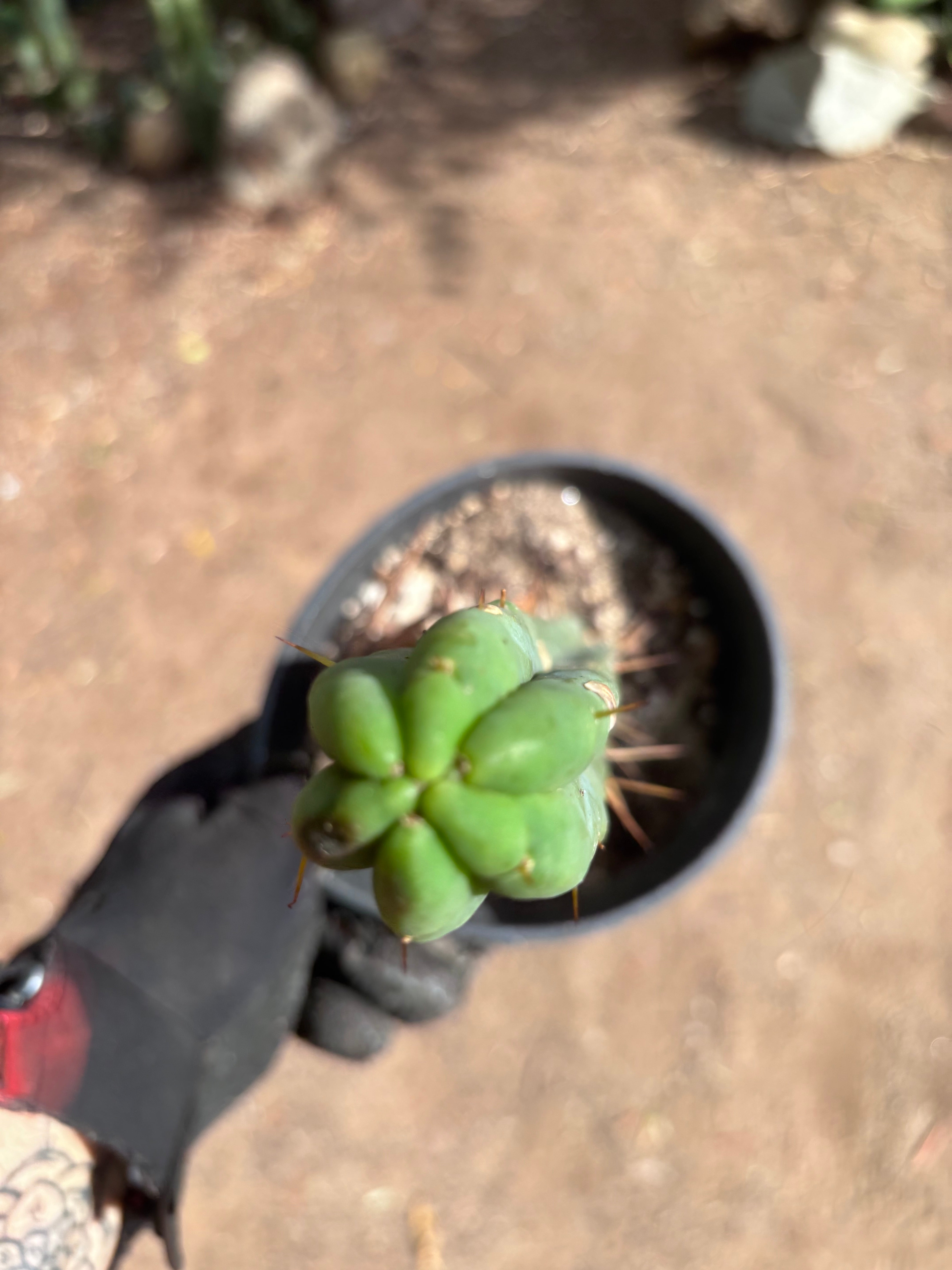 👑🌶️🌶️  Jiimz Twin Spine — *Rooted* 13” Tip