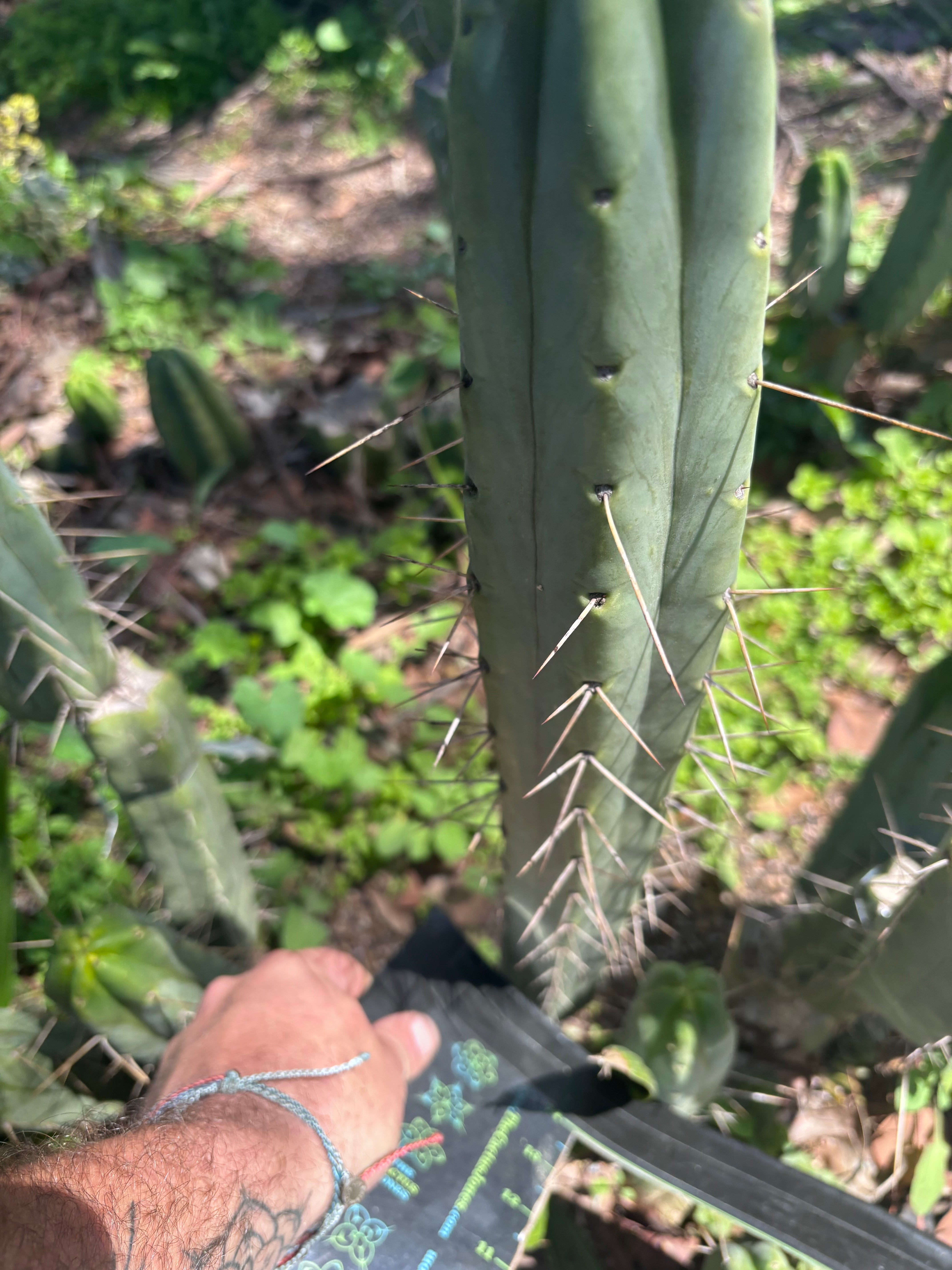 👑🌶️ BBB — 14” Tip