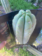 💎 Heynes x Sharxx  — Massive 16” Pup