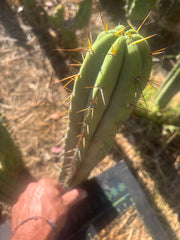 👑🌶️ CA1 Sherman — XL 14” Tip