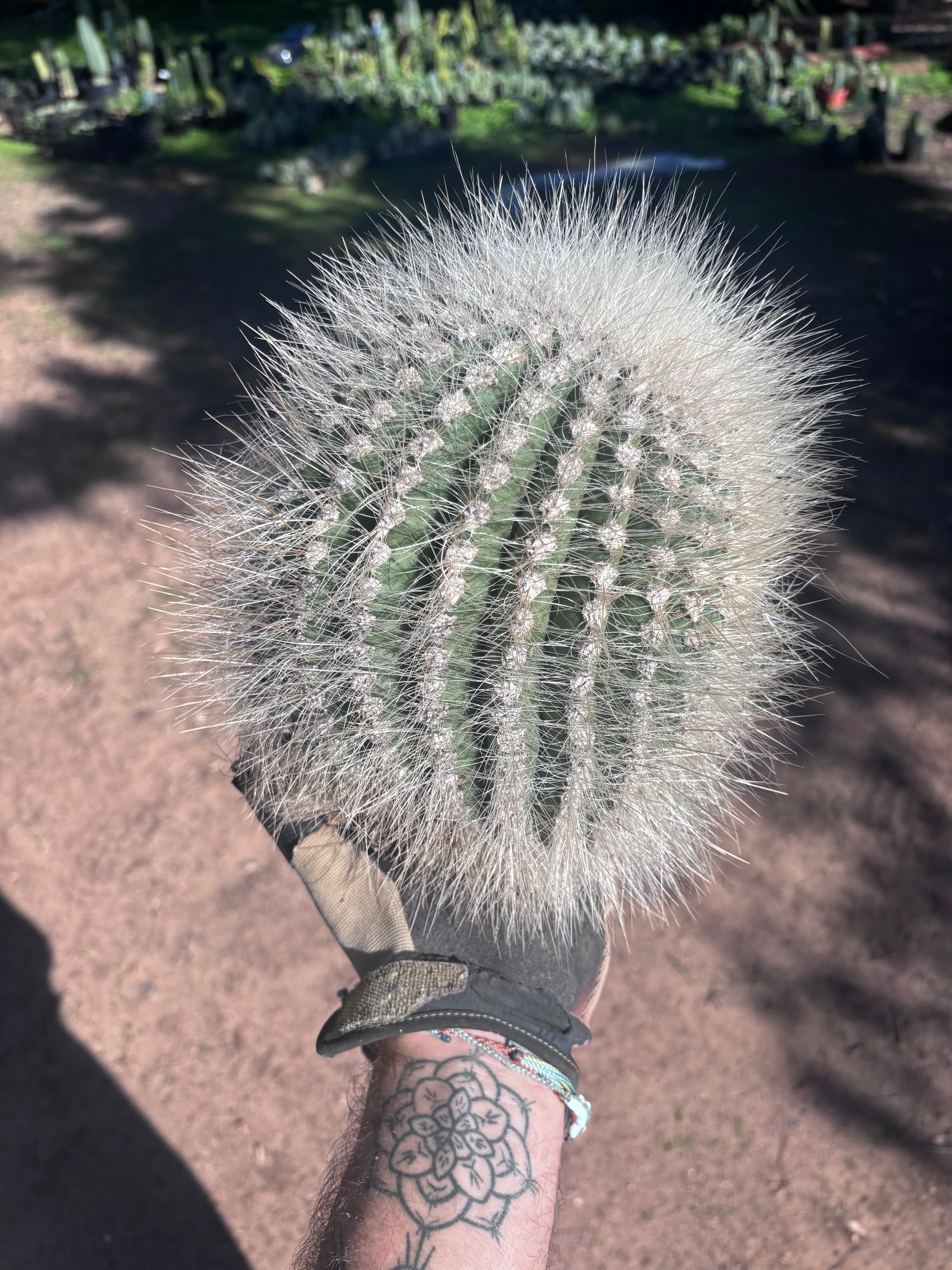 💎 T. Atacamensis — 11” x 8” Fur Melon (Last One)